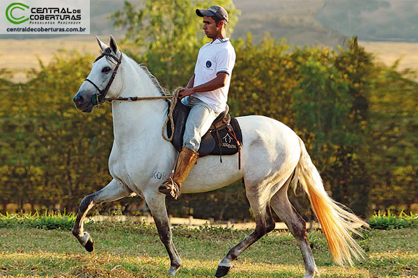 Cavalo De Tróia, Escultura por Nelson Moratto