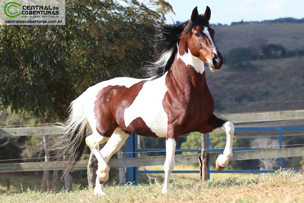 💗 TRAIA ROSA NEON 💗 #cavalo #cavalos #mangalargamarchador