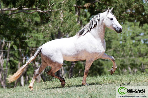 💗 TRAIA ROSA NEON 💗 #cavalo #cavalos #mangalargamarchador