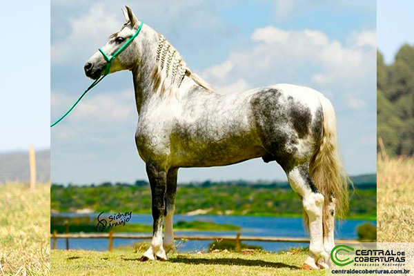 Cavalo De Tróia, Escultura por Nelson Moratto