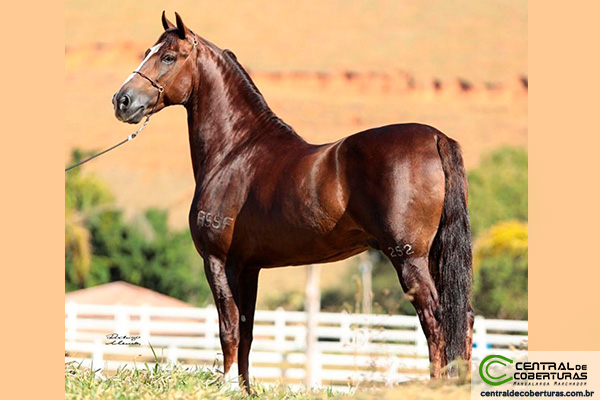 Cavalo – Marcelo Lopes de Lopes