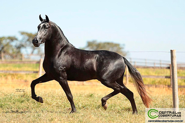 💗 TRAIA ROSA NEON 💗 #cavalo #cavalos #mangalargamarchador