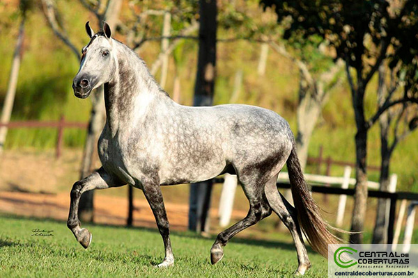 💗 TRAIA ROSA NEON 💗 #cavalo #cavalos #mangalargamarchador