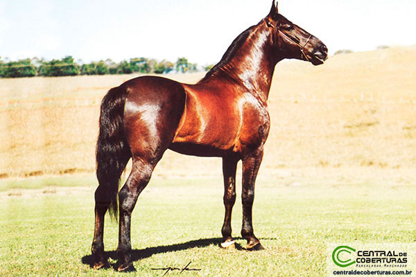 Tatuagem cavalo negro - uma foto de obras de mestres no site