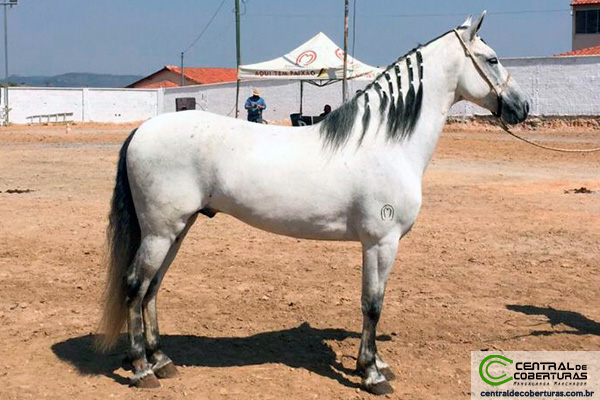 GALANTE PENEDO